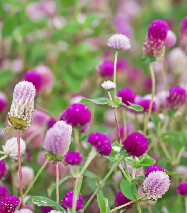 closeup image of pink gomphrena