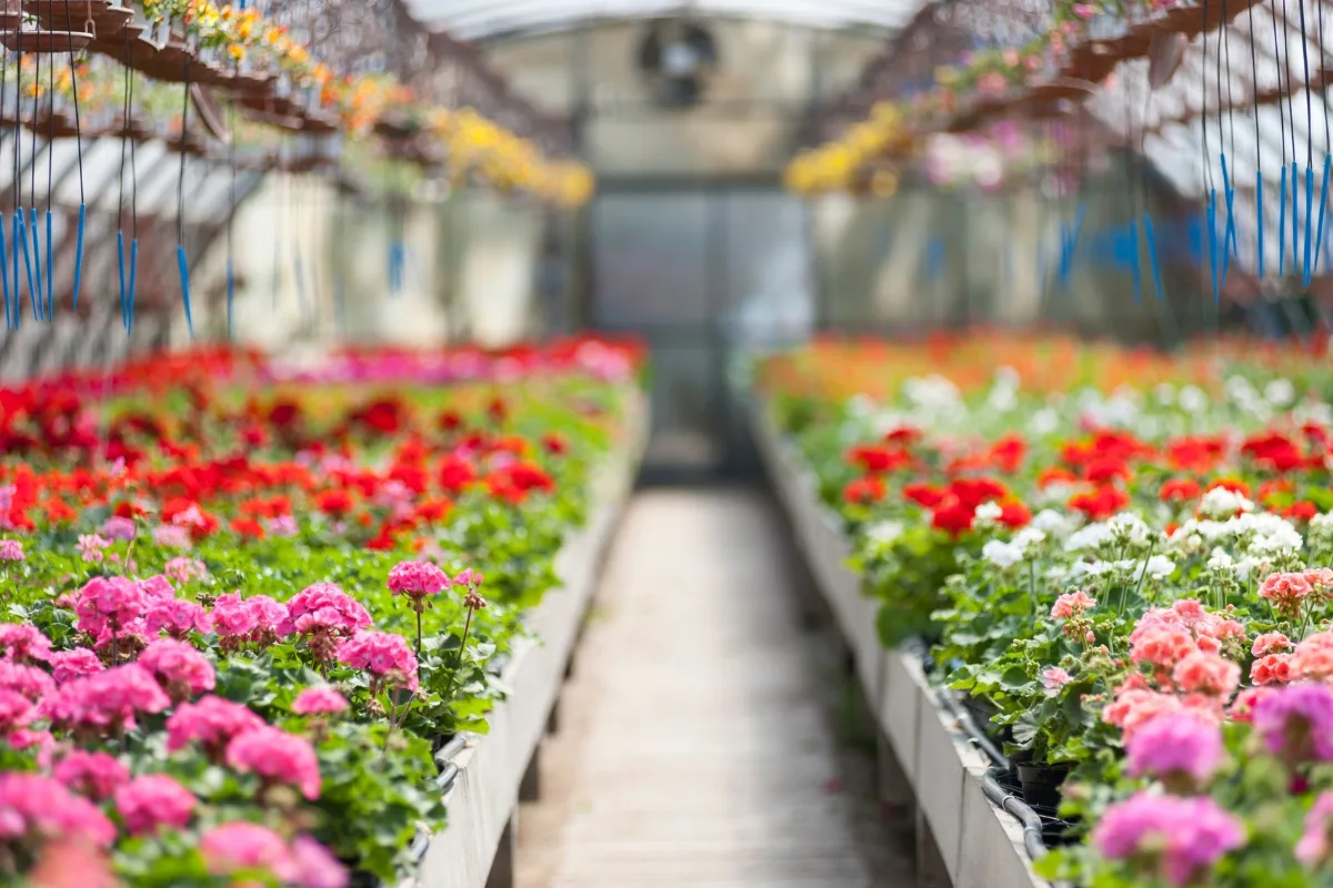 greenhouse full of geraniums for sale