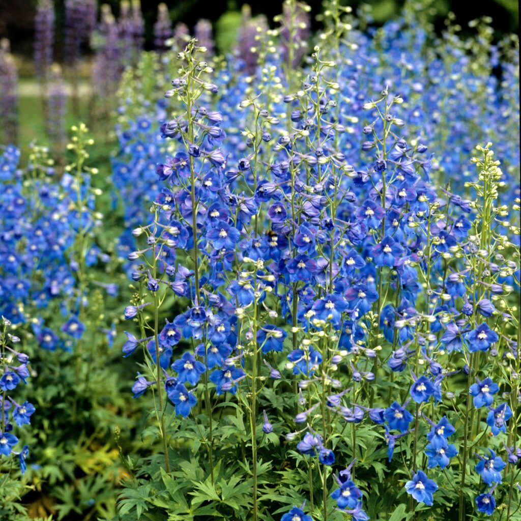 Are Larkspur Flowers Perennials At Michael Doxey Blog