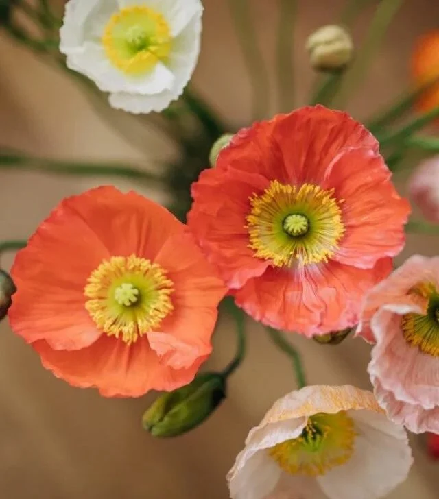 closeup image of orange poppies in bloom