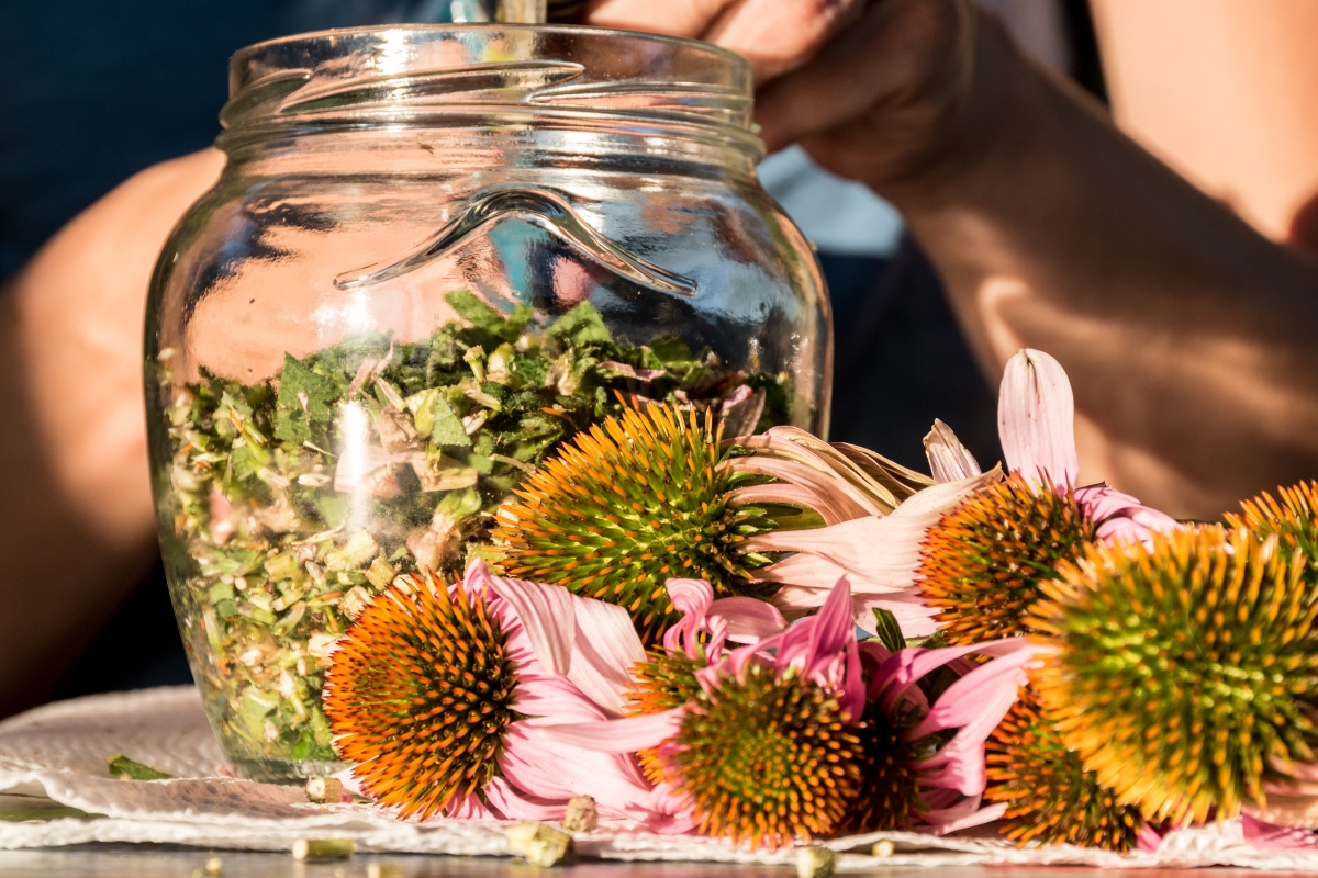 harvesting echinacea flowers in glass jar