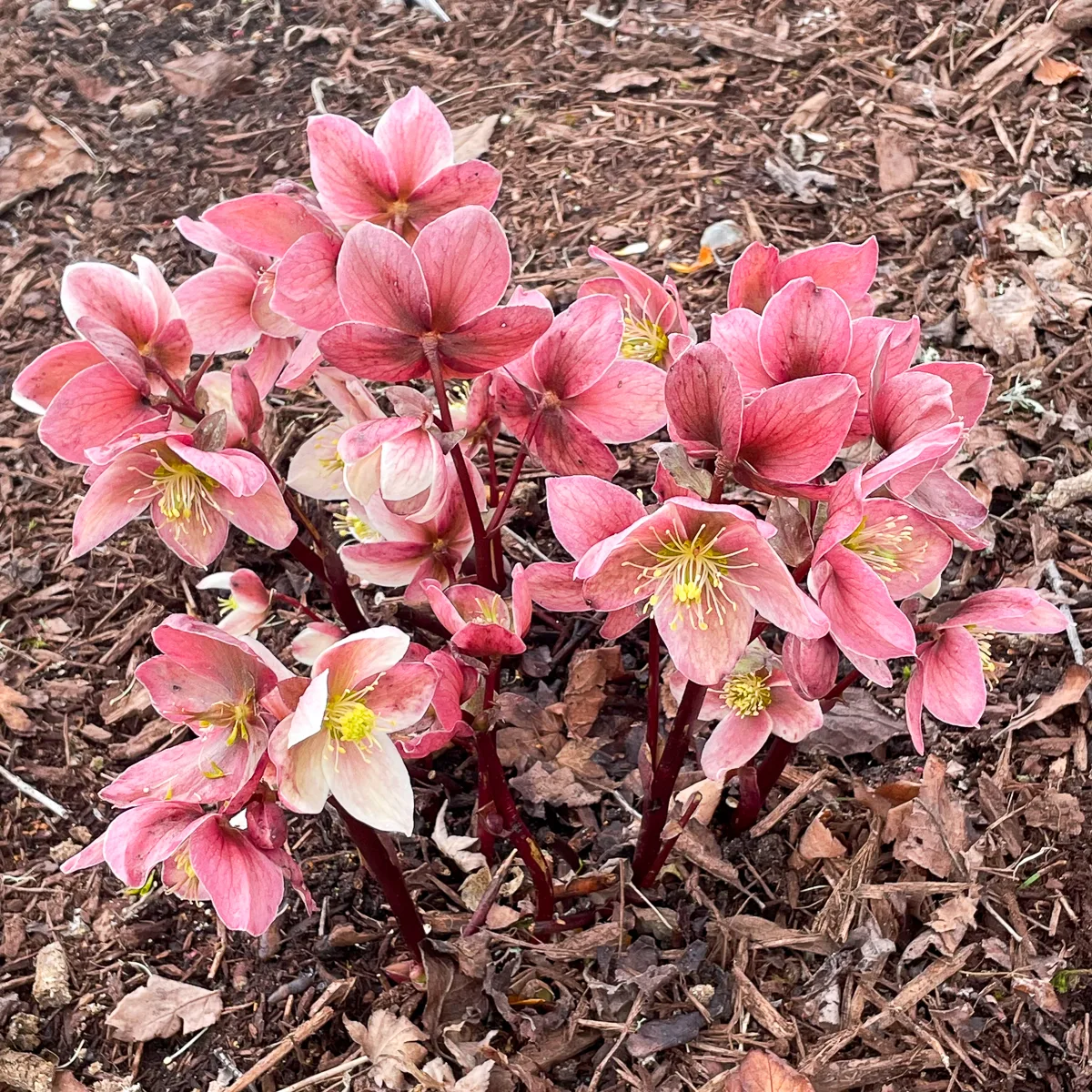 hellebores in bloom