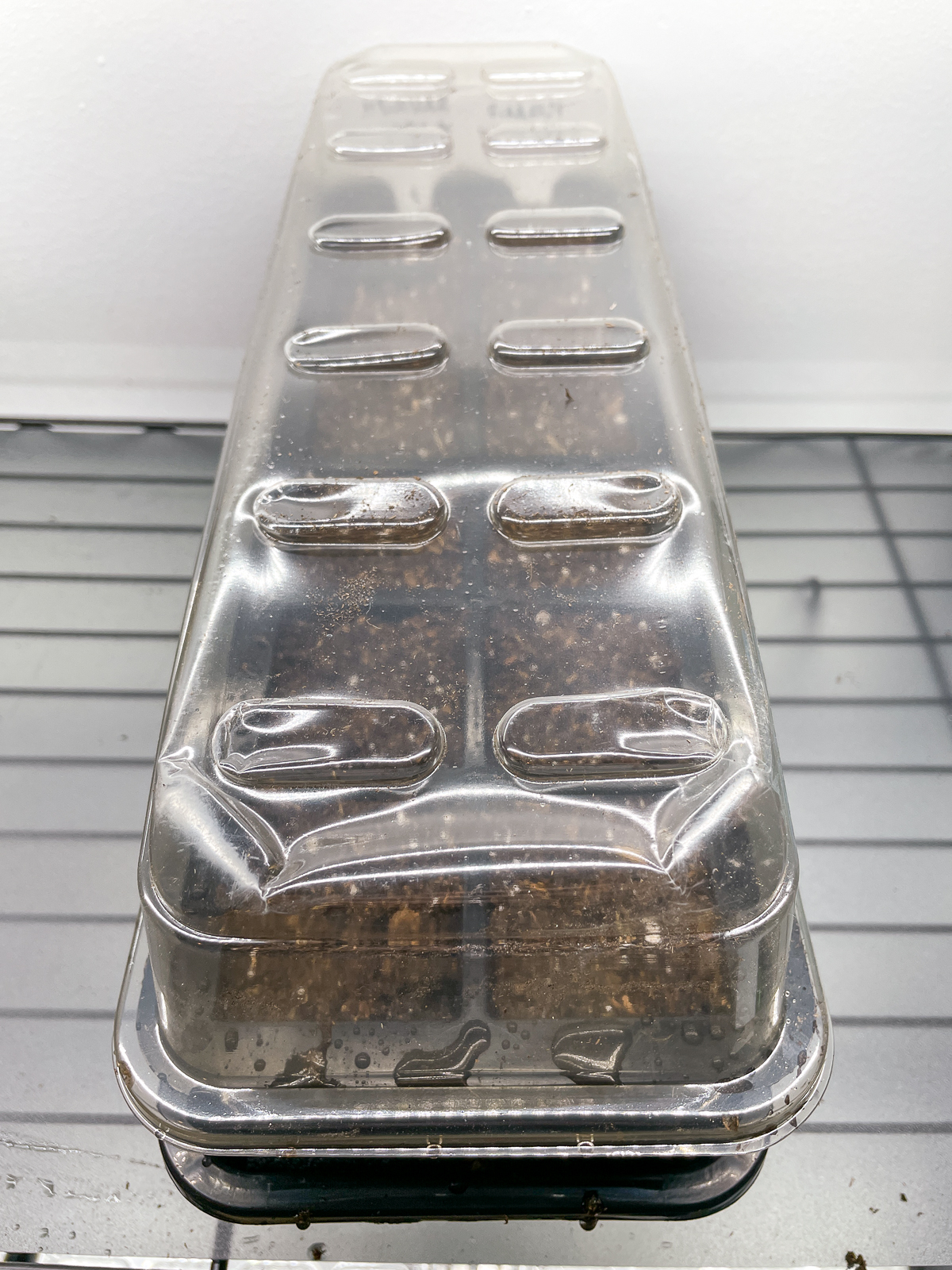 heuchera seed tray with humidity dome