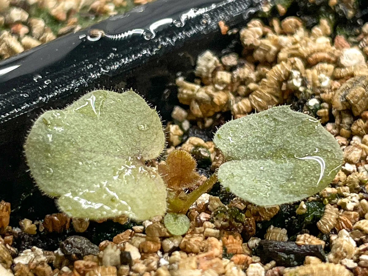 coral bells seedling