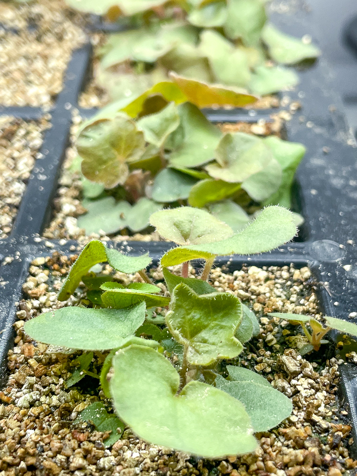 heuchera seedlings