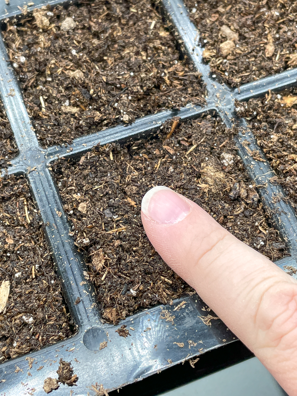 ensuring good soil contact with heuchera seeds by pressing them into the soil with a finger