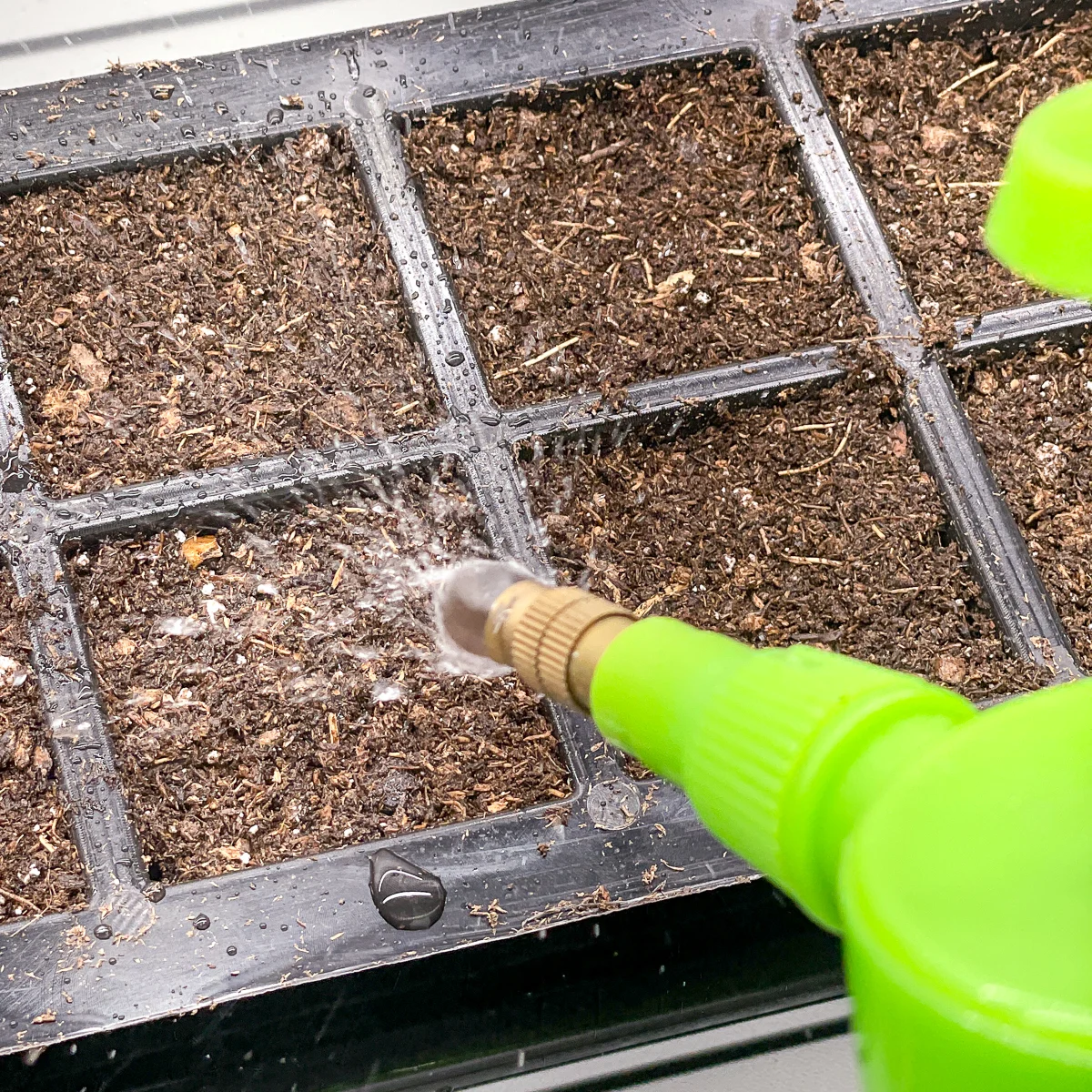 watering heuchera seeds with a spray bottle