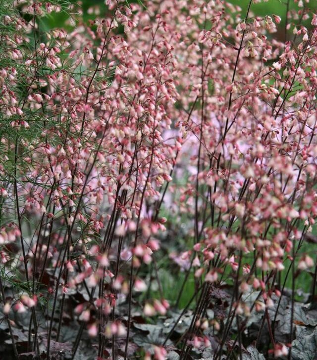 blooming heuchera plants with pink blooms