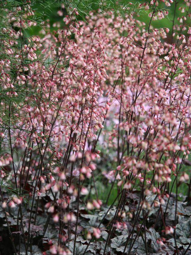GROWING AND CARING FOR CORAL BELLS