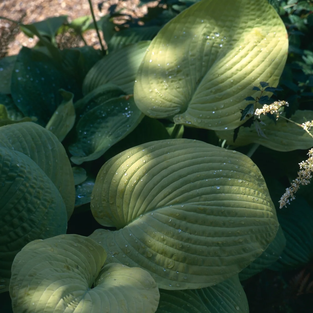 hosta planted in dappled shade