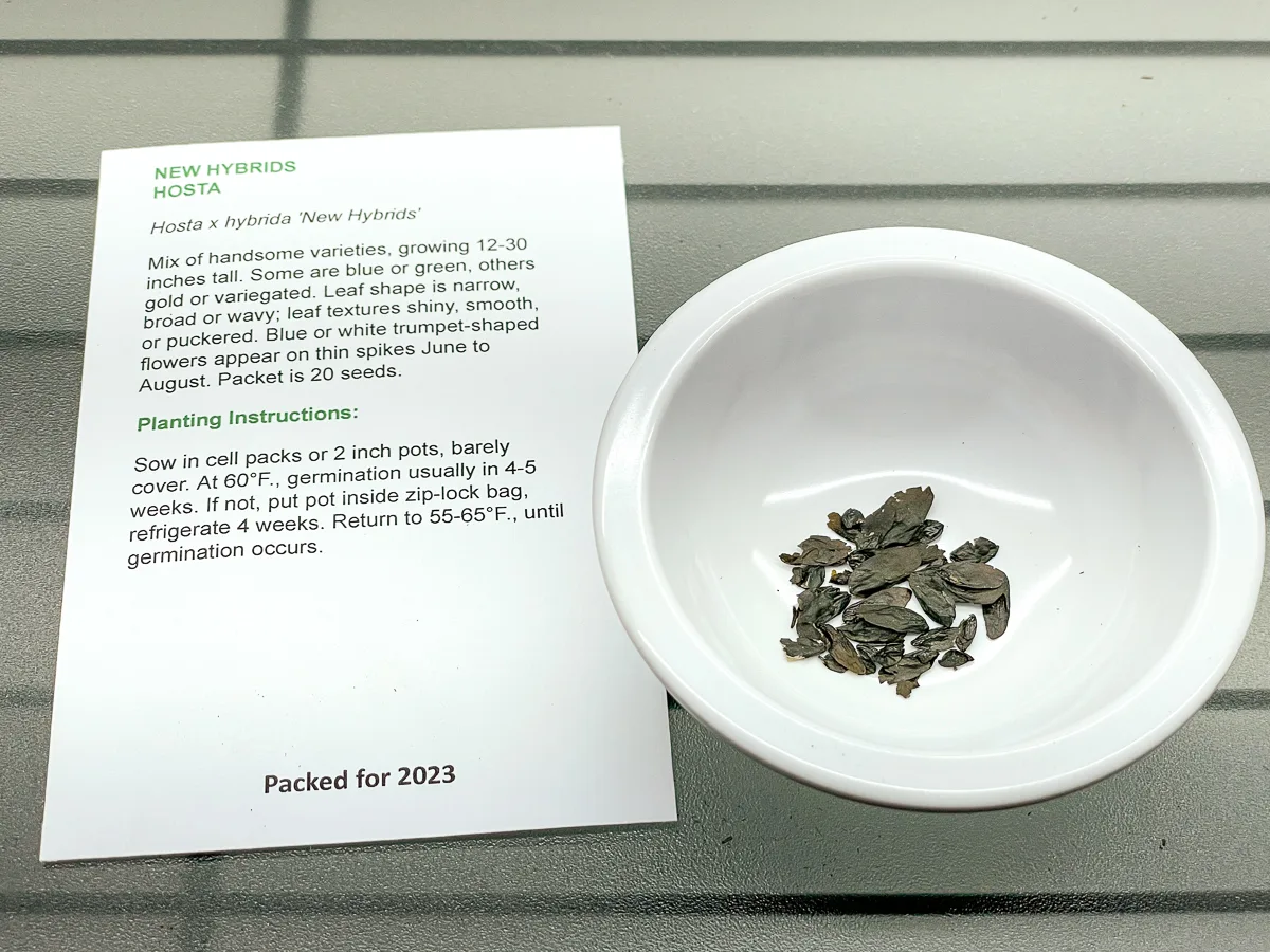 hosta seeds in a small bowl with the seed packet next to it