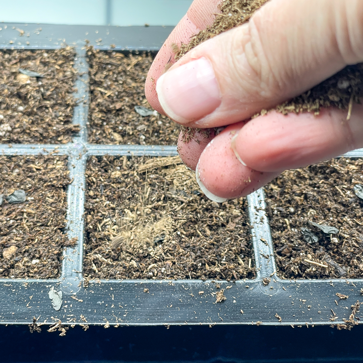 covering hosta seeds with a fine layer of soil