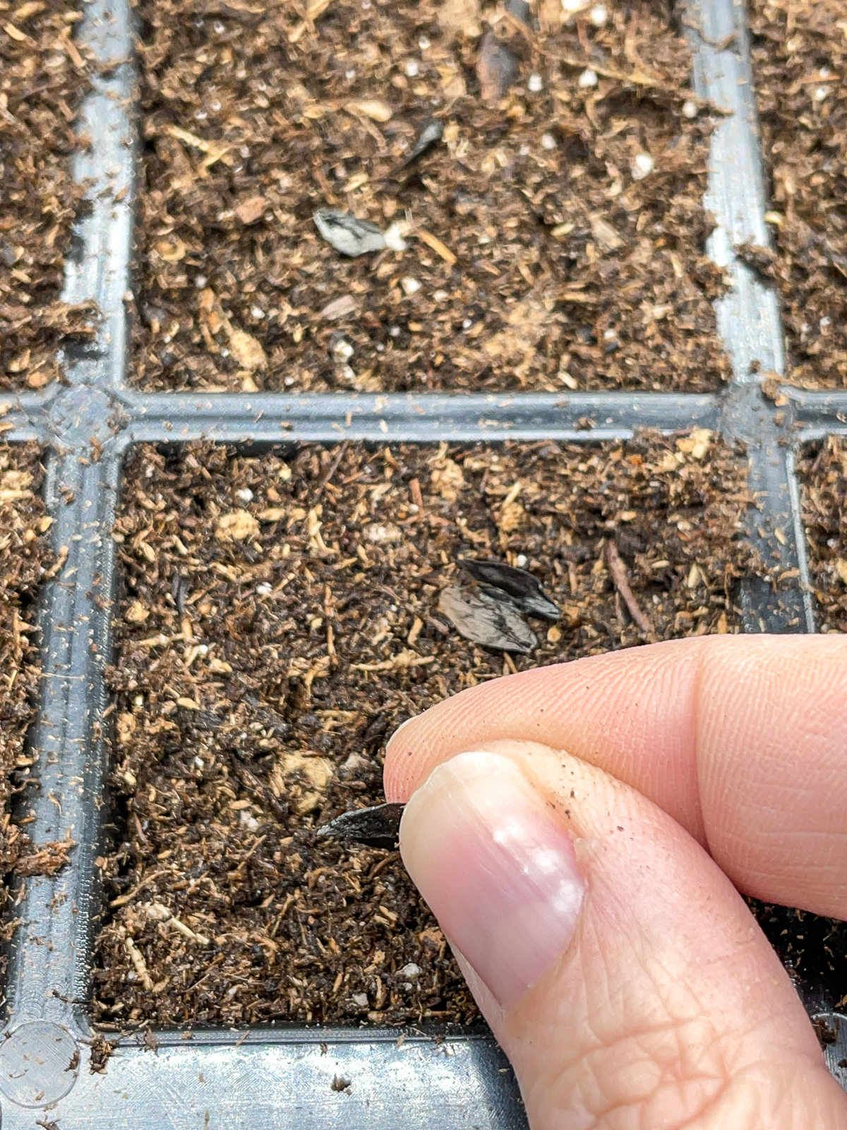 placing hosta seeds in seed starting tray