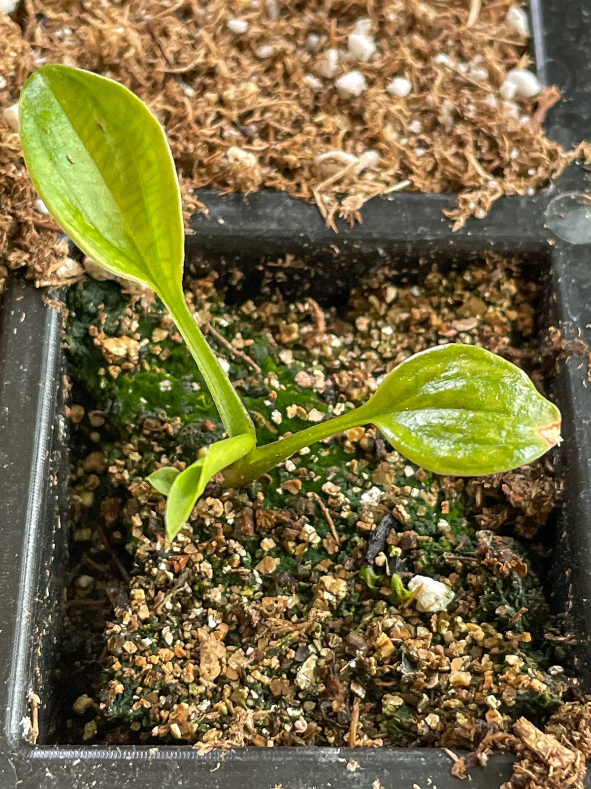 hosta seedling