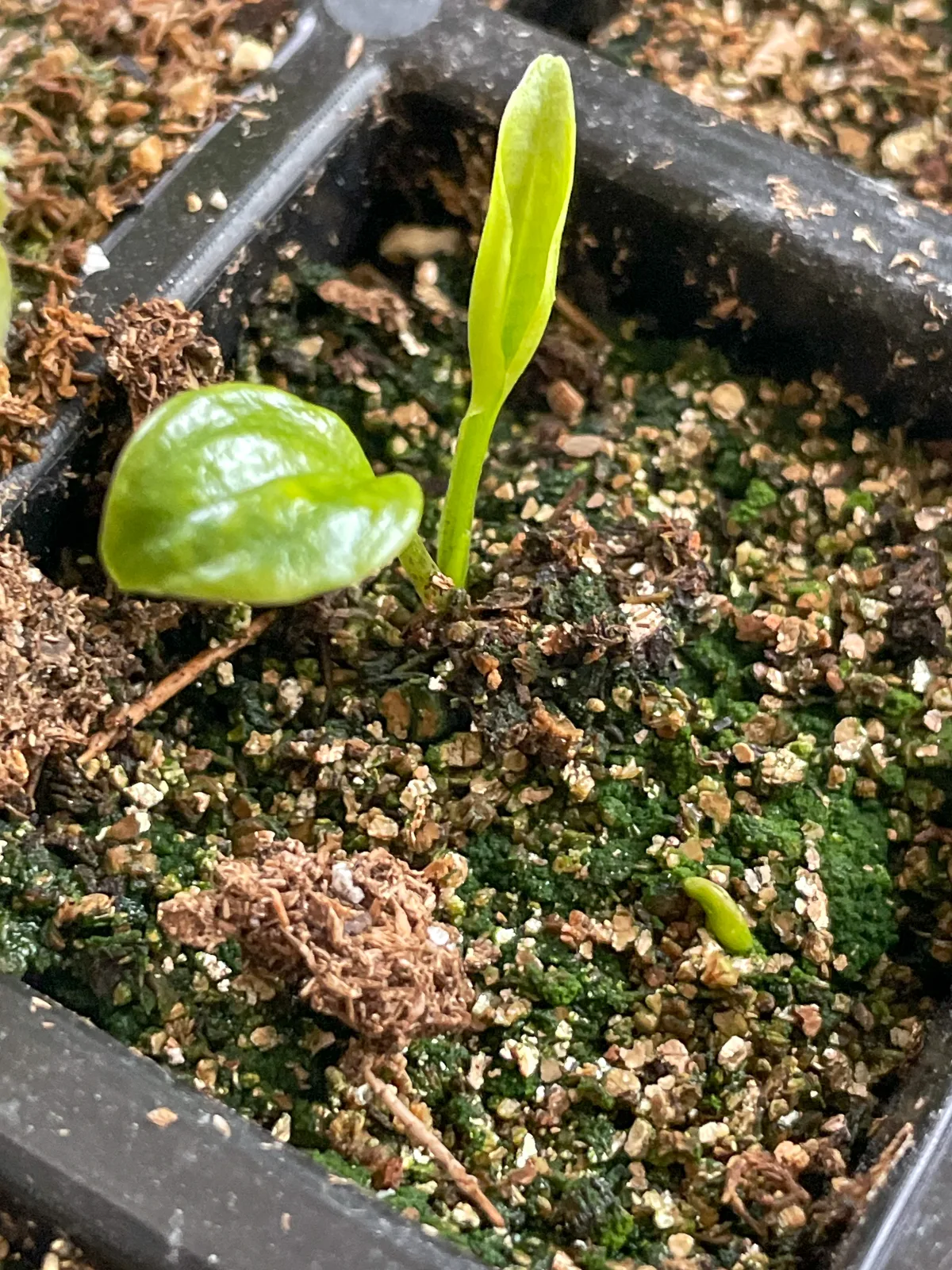 hosta seedling in seed tray