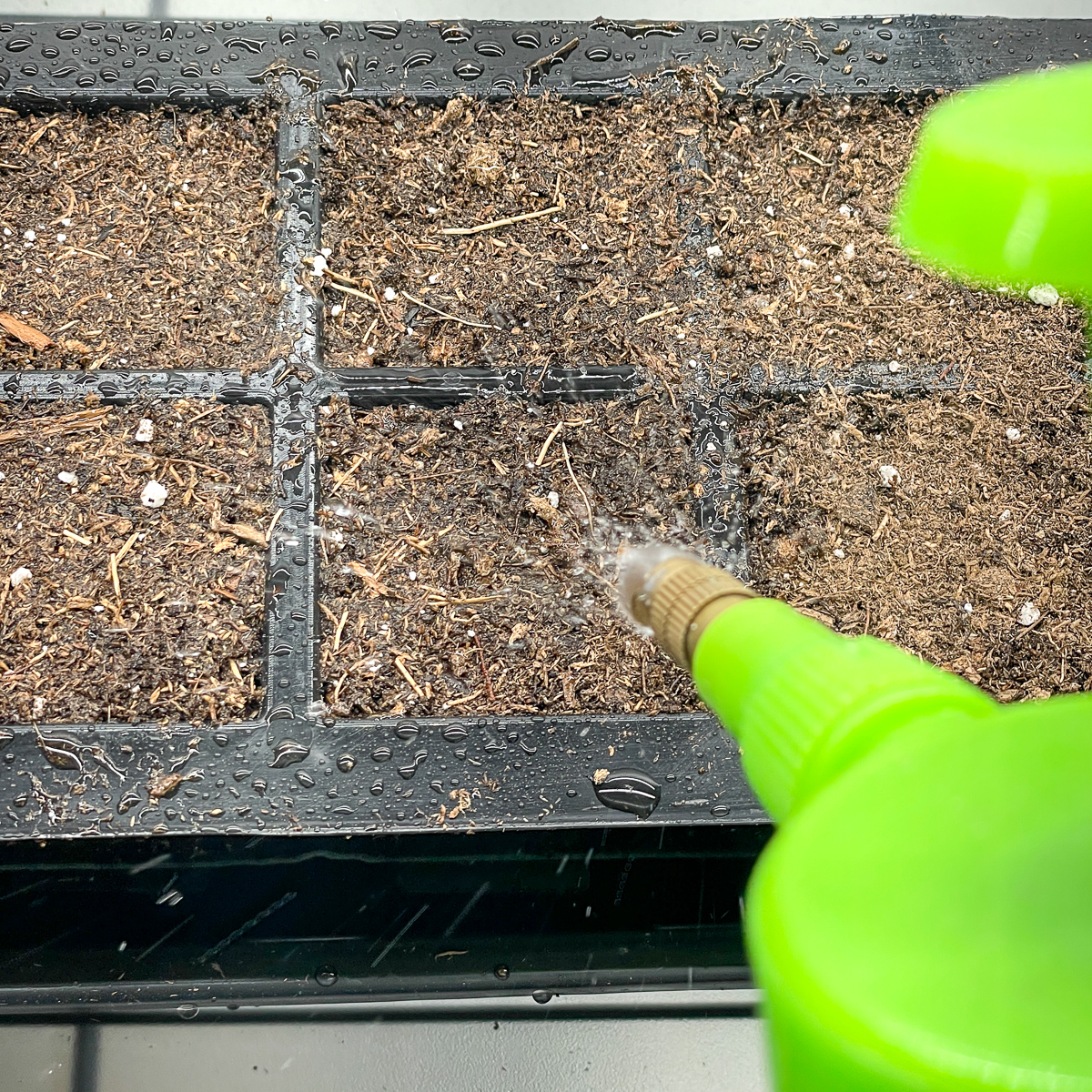 watering hosta seeds in tray