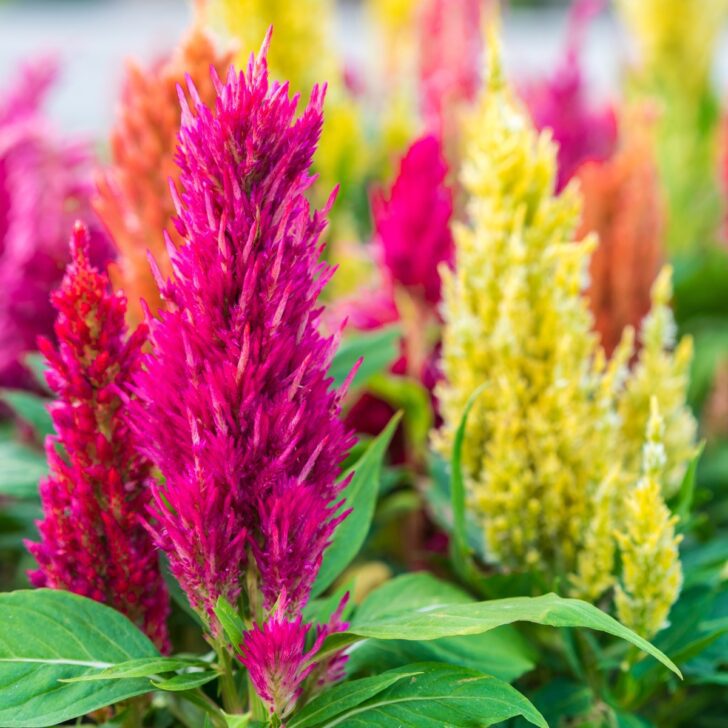 how to grow celosia from seed