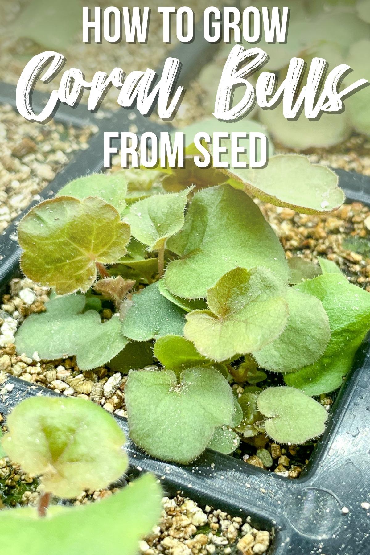 how to grow coral bells from seed