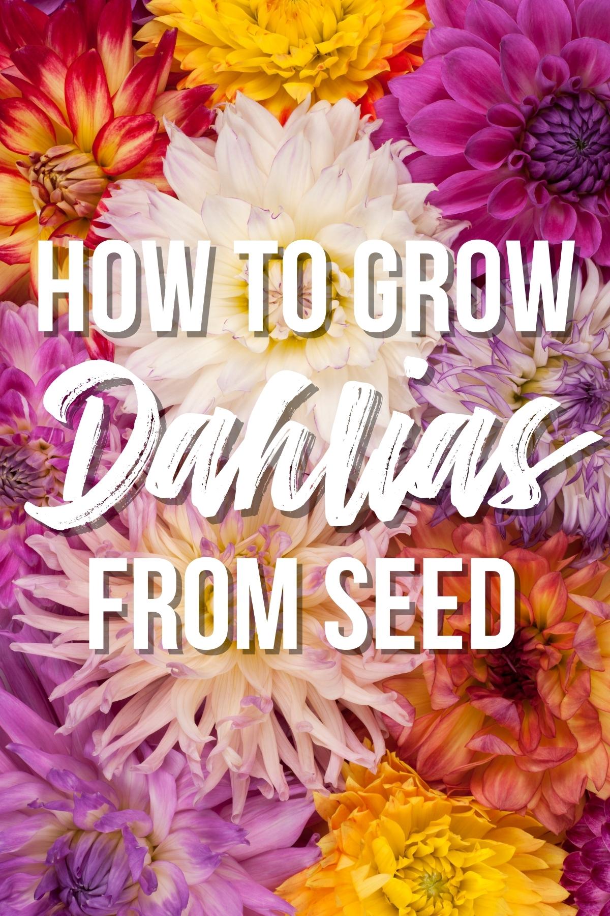 how to grow dahlias from seed