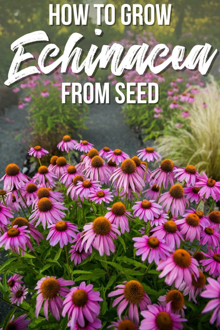 How to Grow Echinacea from Seed