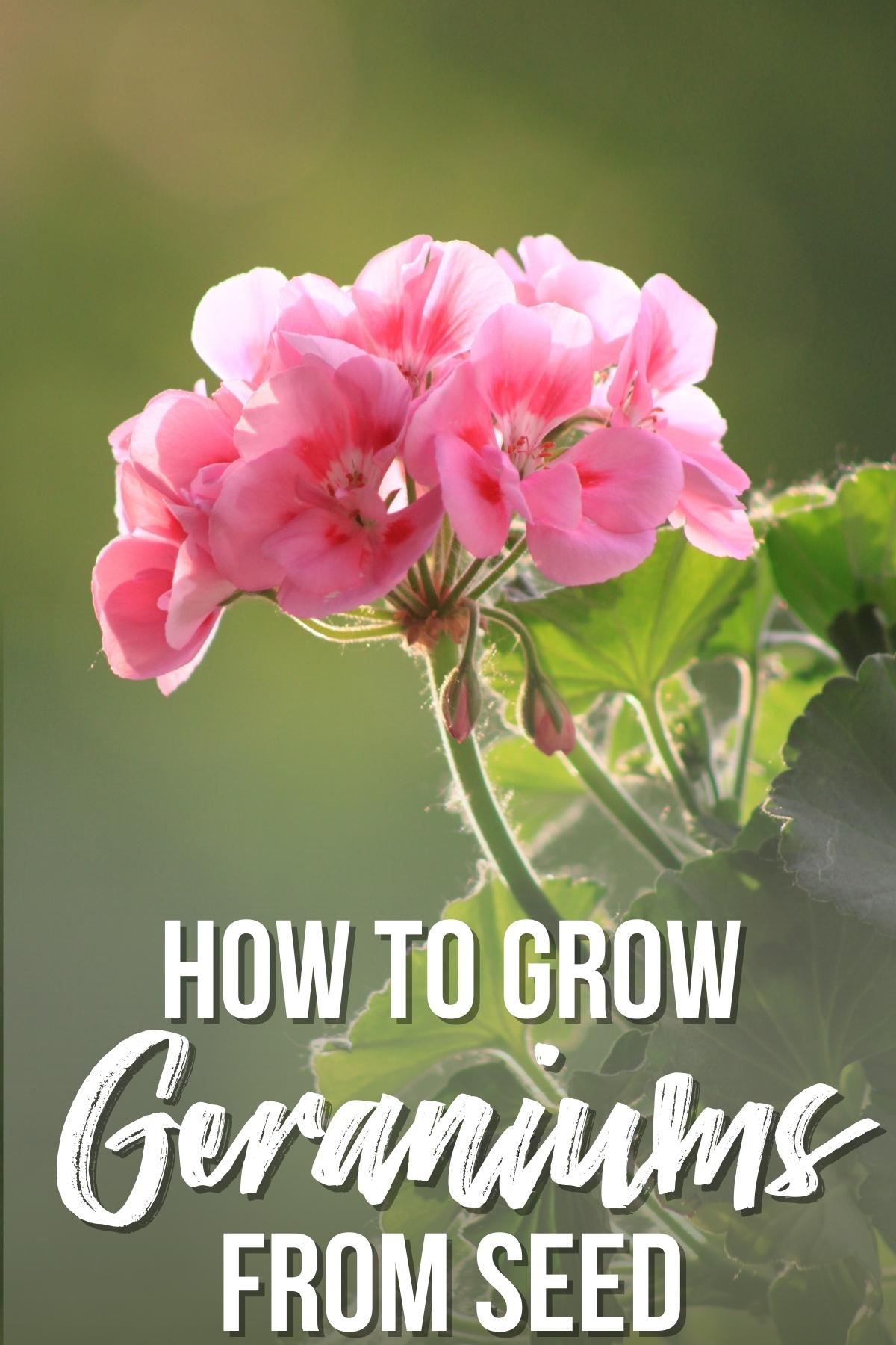 how to grow geraniums from seed