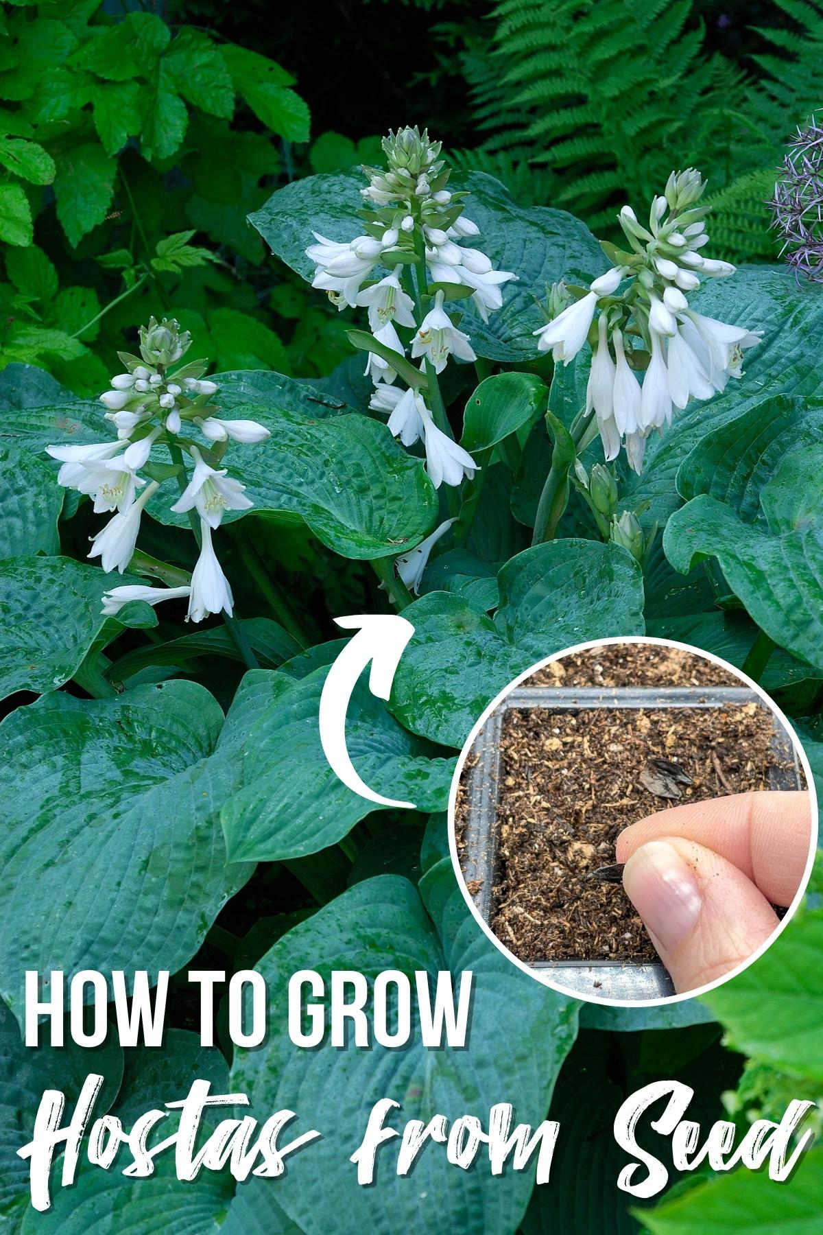 how to grow hostas from seed