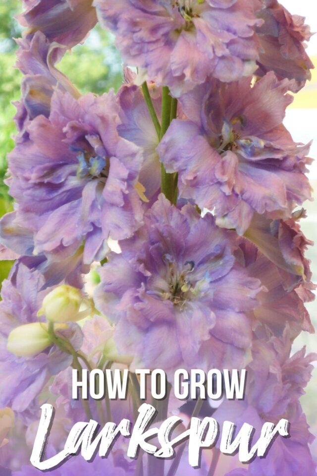How to Grow Larkspur from Seed