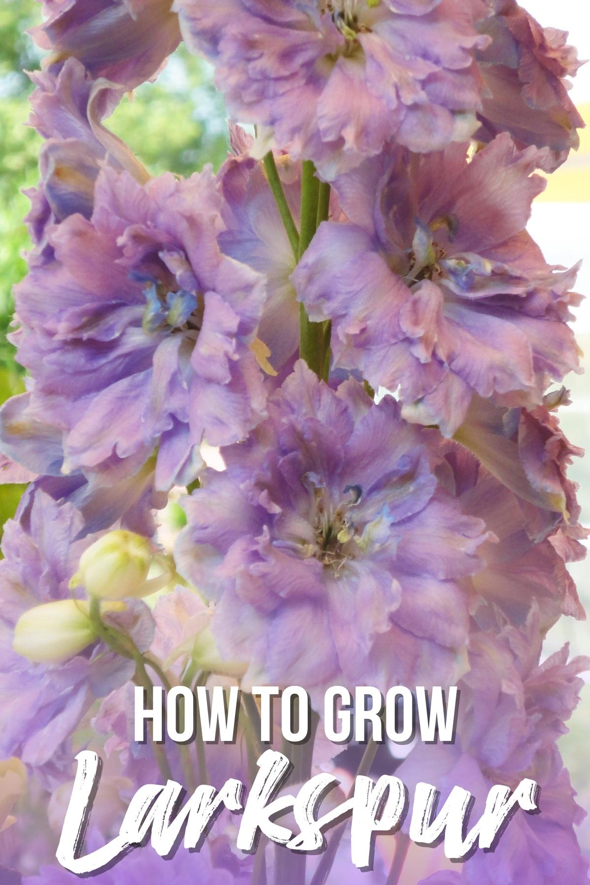 how to grow larkspur