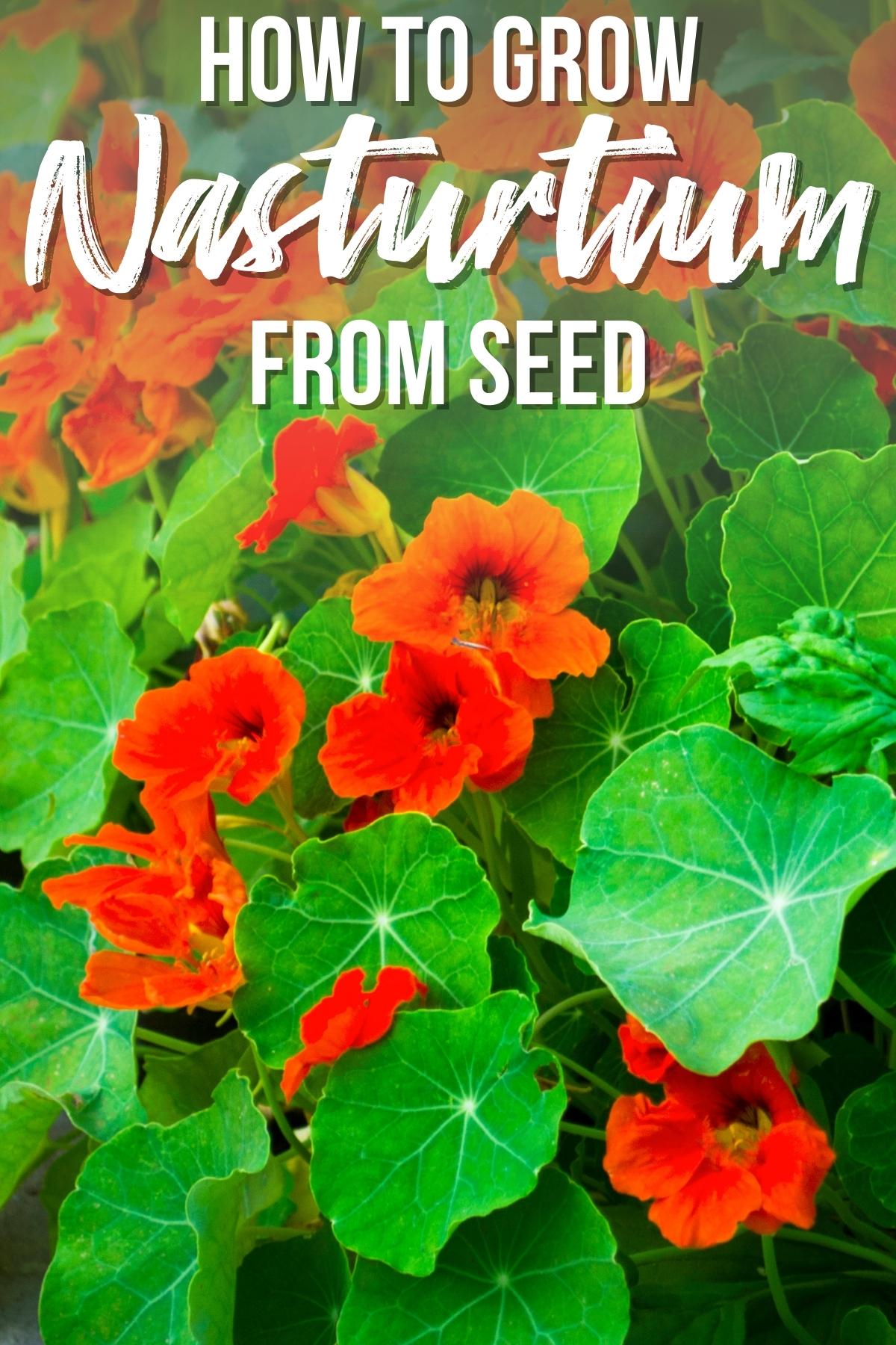 how to grow nasturtium from seed