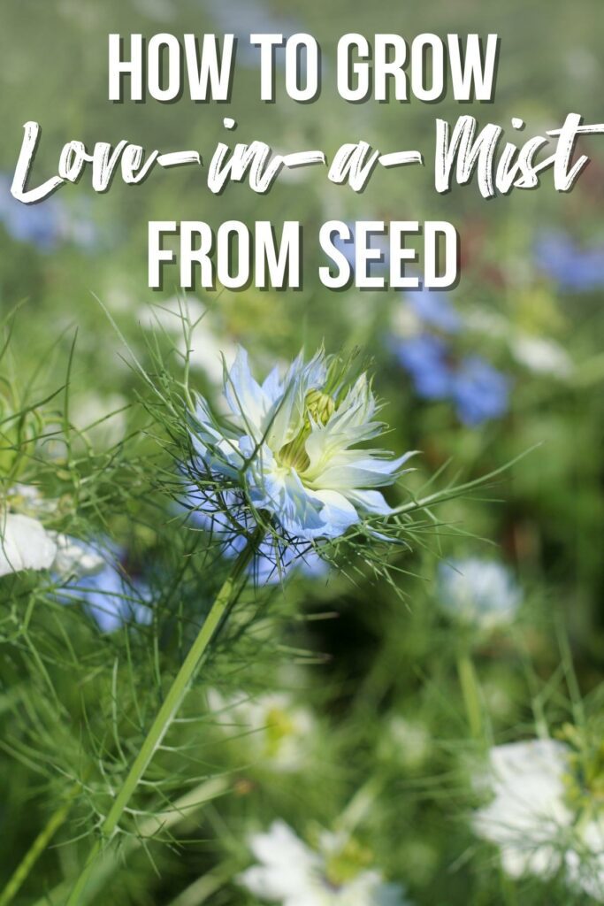 How to Grow LoveinaMist (Nigella) from Seed