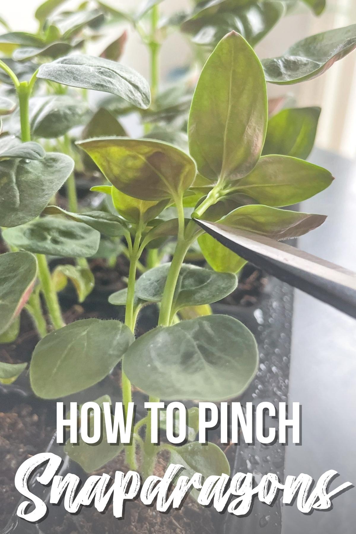 how to pinch snapdragons