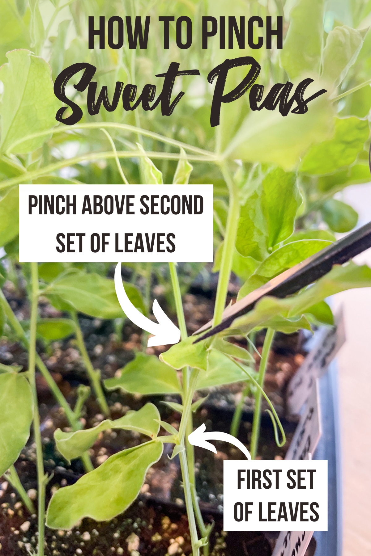 how to pinch sweet peas