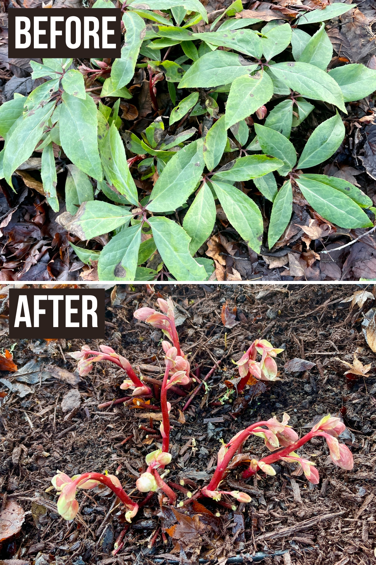 hellebore pruning before and after