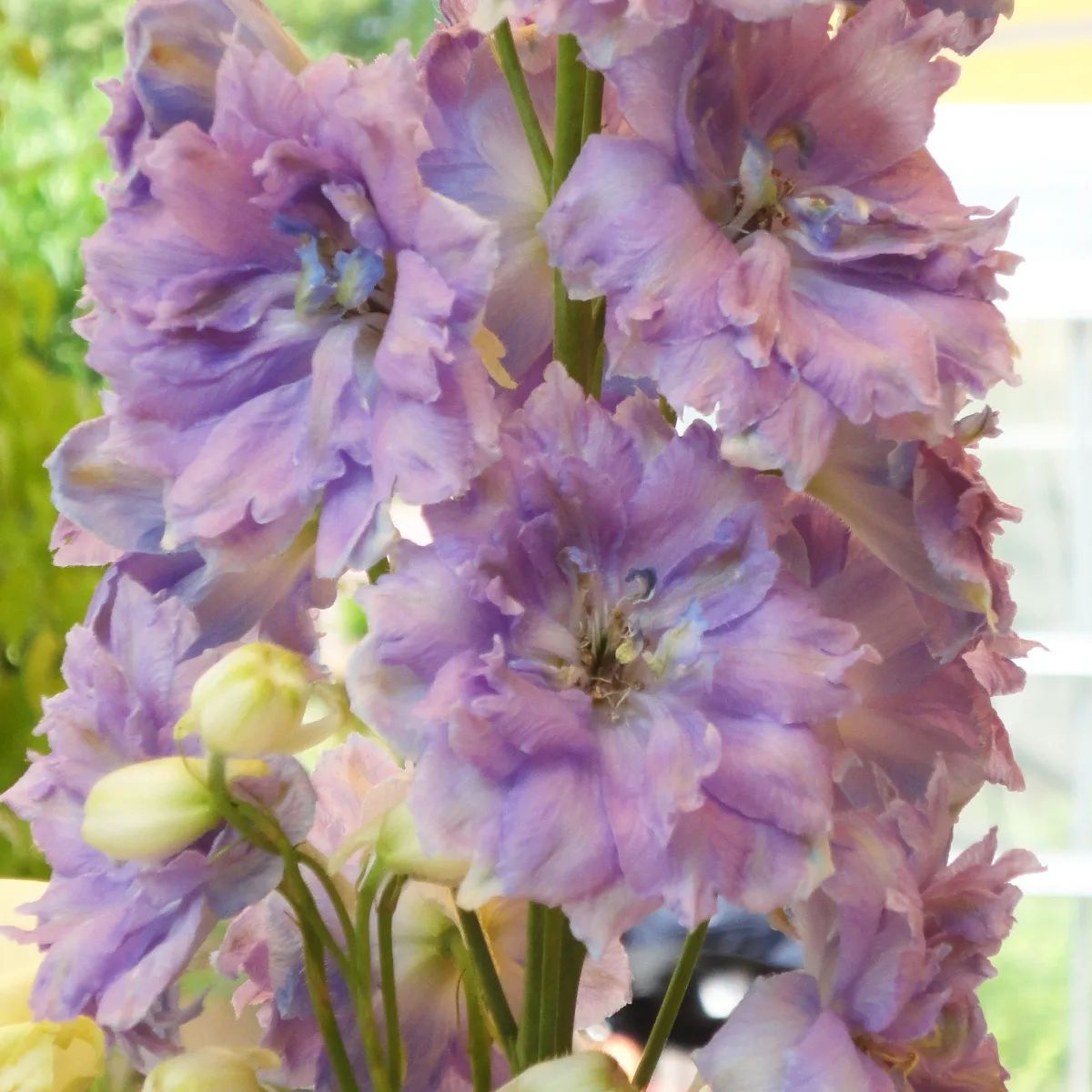 purple larkspur flowers