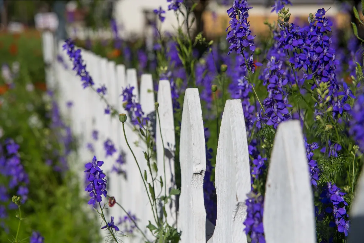 purple larkspur growing against white picket fence