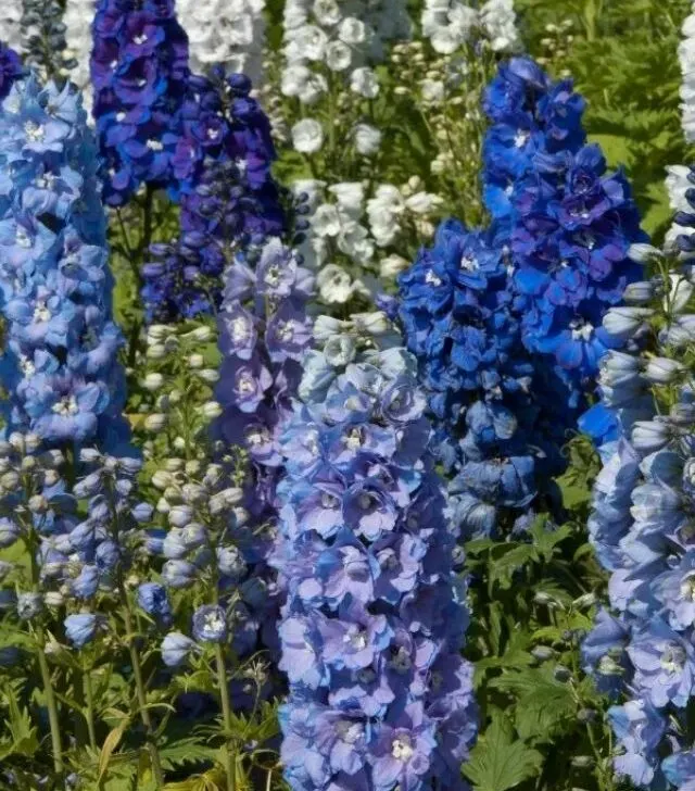 close up image of blue adn purple larspur