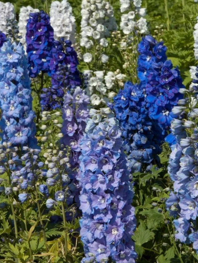 GROWING LARKSPUR FROM SEED - growhappierplants.com