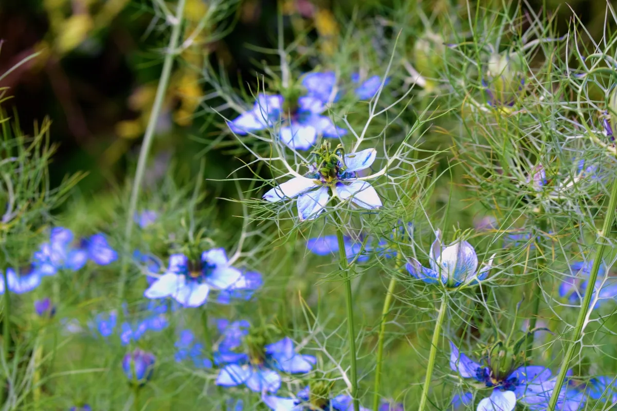 love in a mist growing in a garden bed