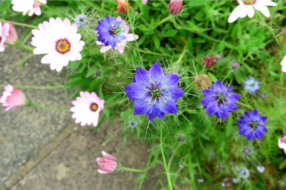 love-in-a-mist combined with other flowers along a border