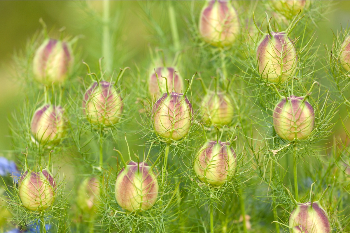 nigella seed pods before ripening