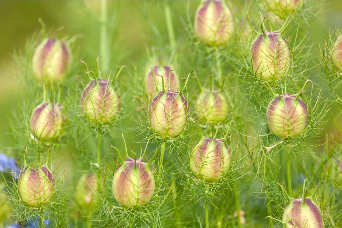 nigella seed pods before ripening