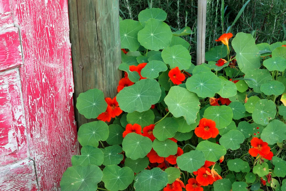 nasturtium growing against side of a building