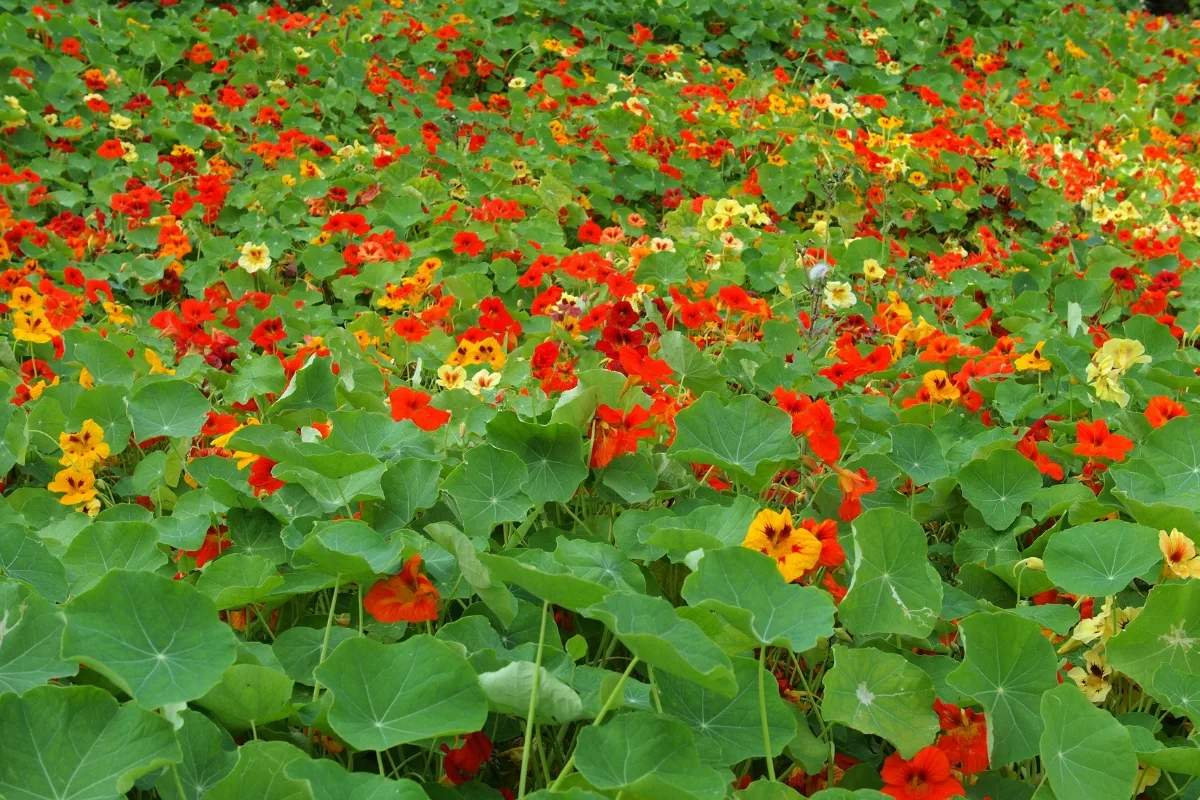 field of nasturtium flowers