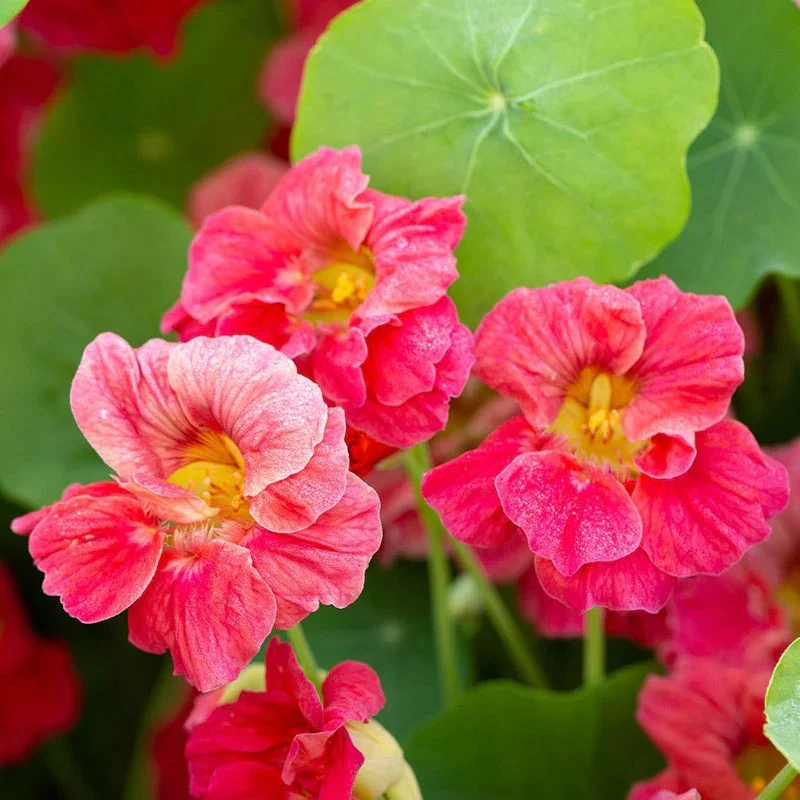 Cherry Rose Jewel nasturtium