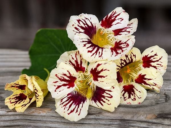 Orchid Cream nasturtium