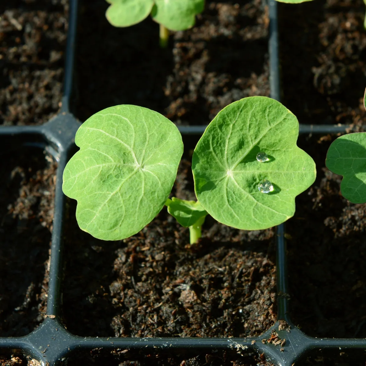 nasturtium seedling