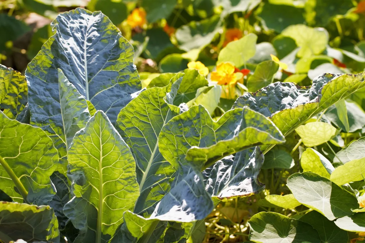 nasturtiums growing in vegetable garden as trap crop