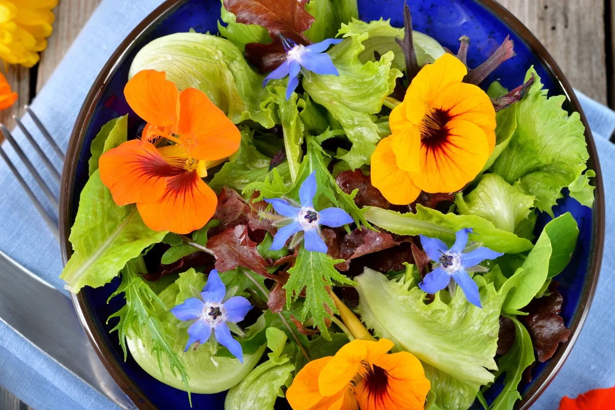 nasturtium flowers in salad