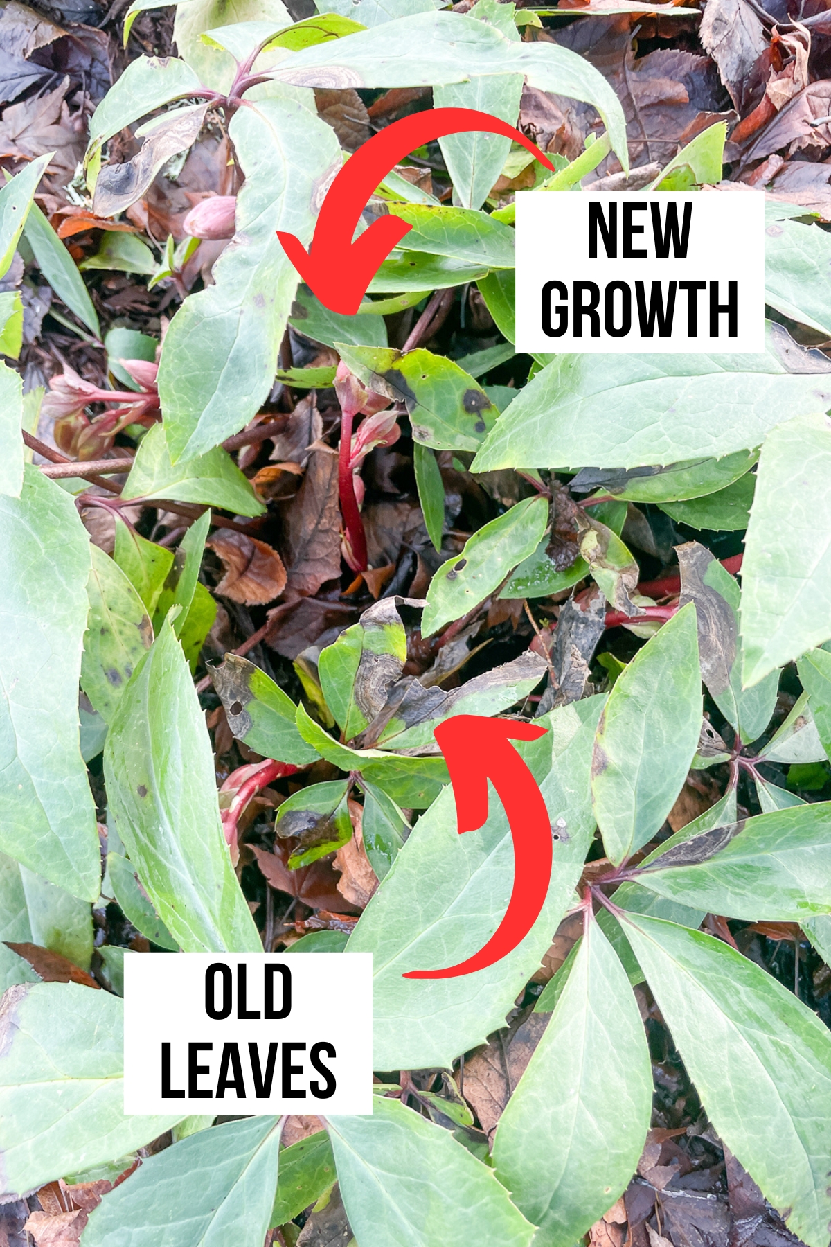 arrows pointing to new growth in center of hellebore and old leaves to be pruned