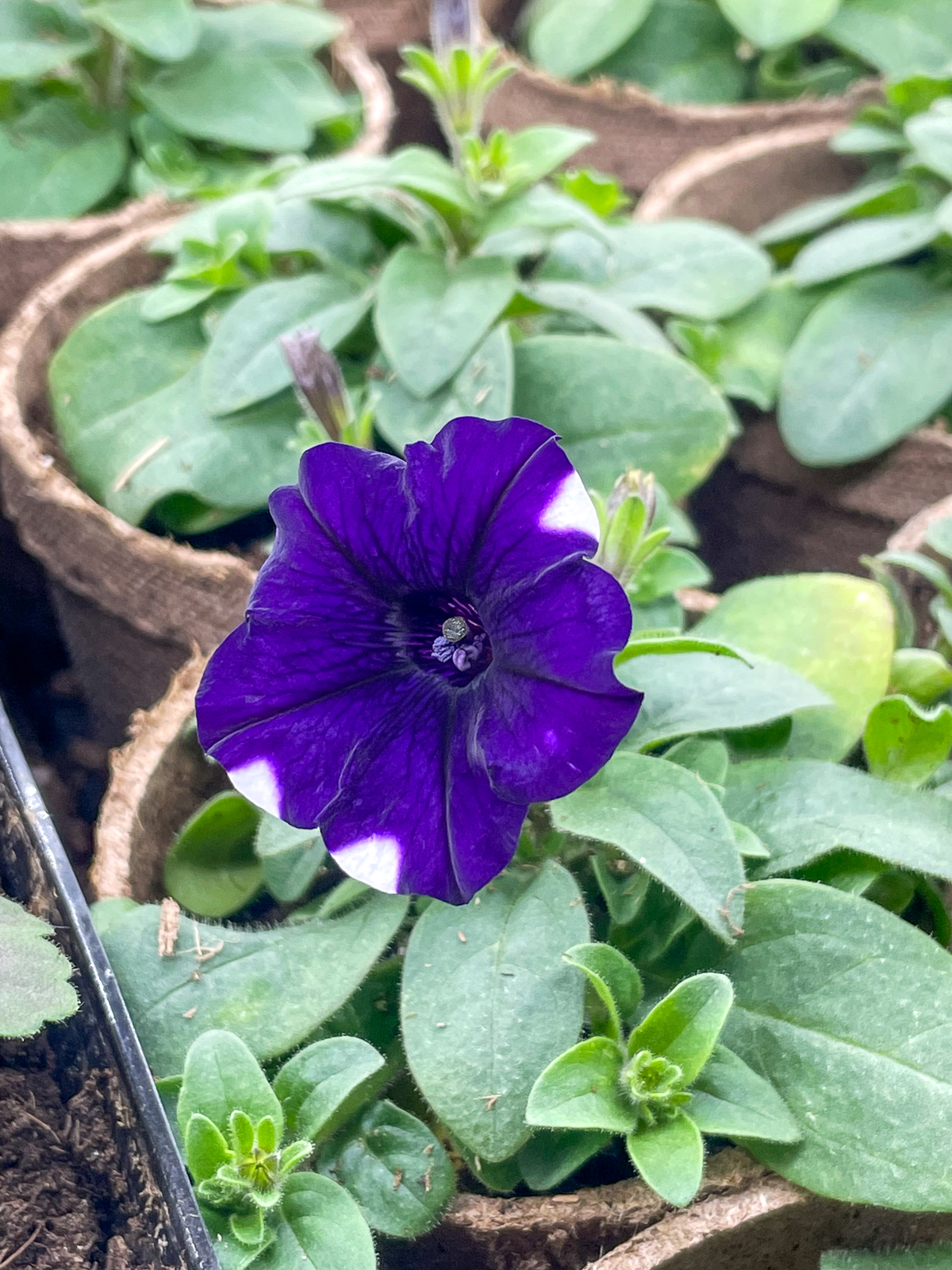 purple and white petunia grown from seed blooming in container